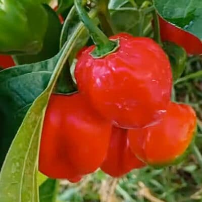 caribbean-red-habanero-pepper