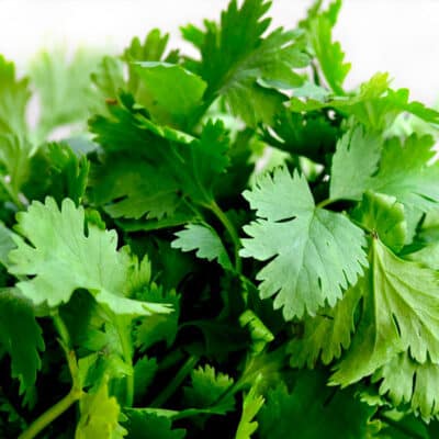 cilantro