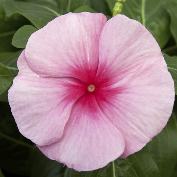 Cora® | Cascade Strawberry Vinca | Beaver Bark Gift & Garden Center