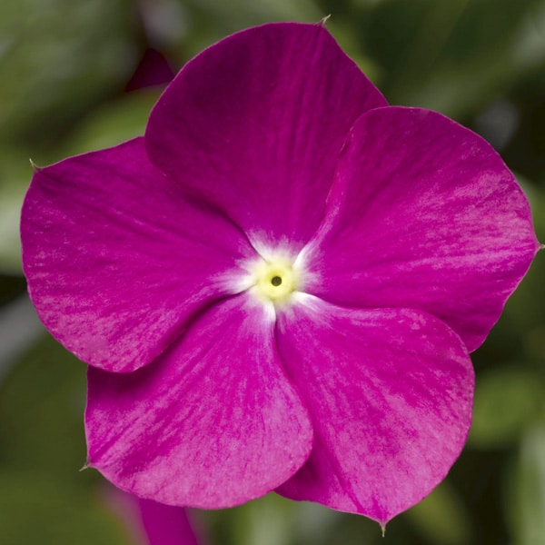 Cora® | Cascade Violet Vinca | Beaver Bark Gift & Garden Center