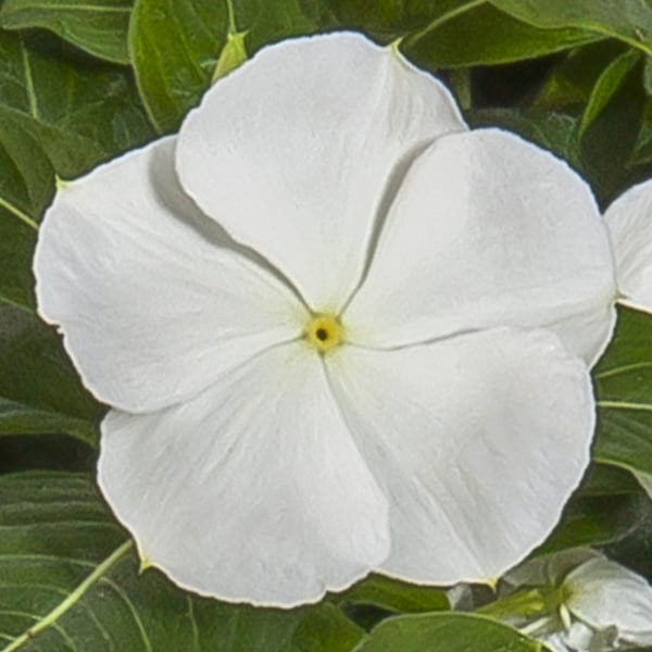 Cora® | Cascade White Vinca | Beaver Bark Gift & Garden Center