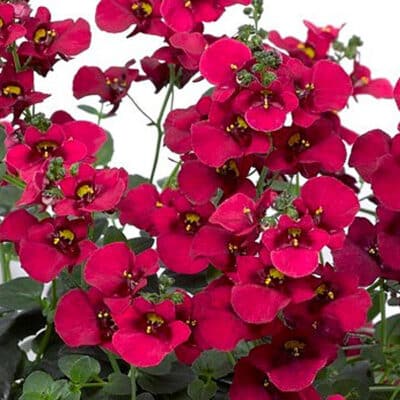 darla-red-diascia