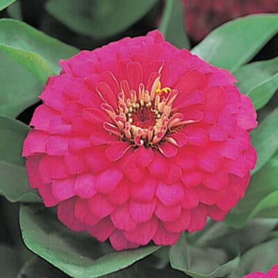 dreamland-rose-zinnia