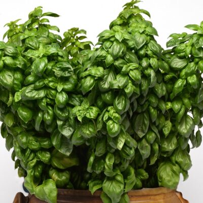 everleaf-genovese-basil