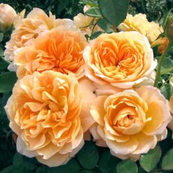 forever-amber-rose