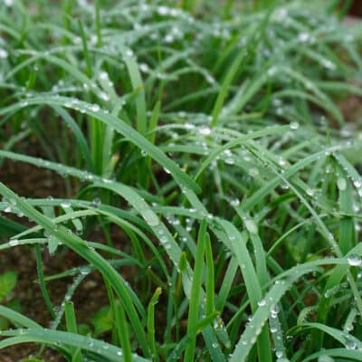 garlic-chives