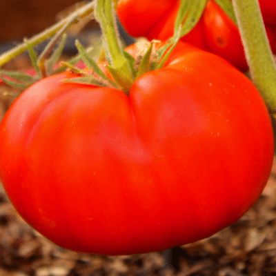 goliath-tomato