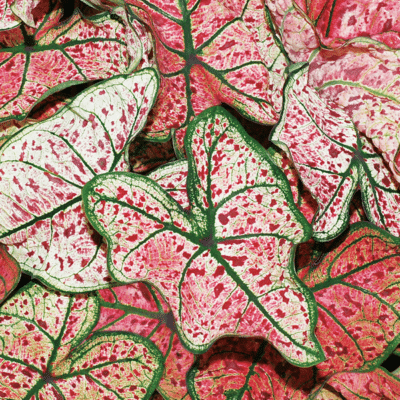 heart-to-heart-splash-of-wine-caladium