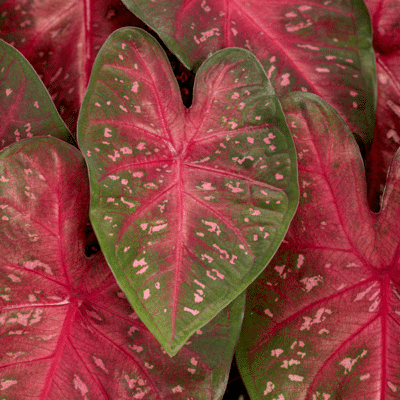 heart-to-heart-fast-flash-caladium