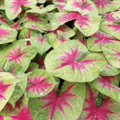 heart-to-heart-lemon-blush-caladium