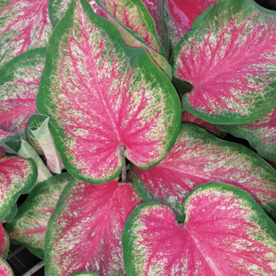 heart-to-heart-tickle-me-pink-caladium