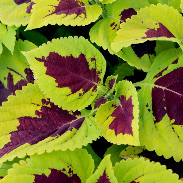 Kong® | Lime Sprite Coleus | Beaver Bark Gift & Garden Center