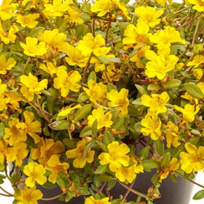 mojave-yellow-portulaca