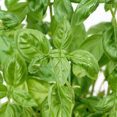 nufar-basil