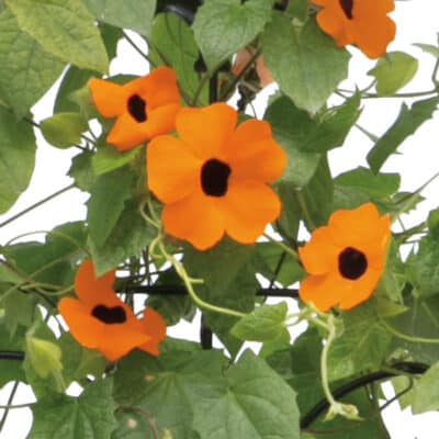 orange-a-peel-black-eyed-susan-vine