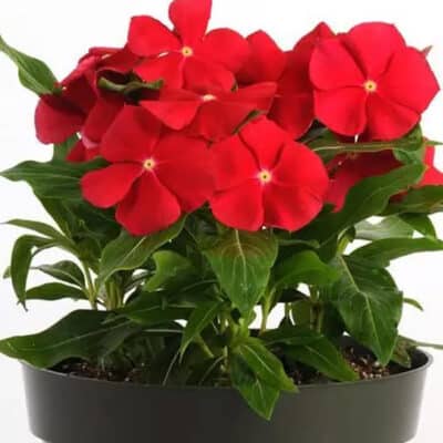 pacifica-xp-really-red-vinca