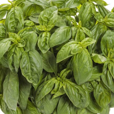 pesto-besto-basil