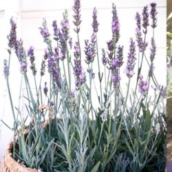 phenomenal-french-lavender