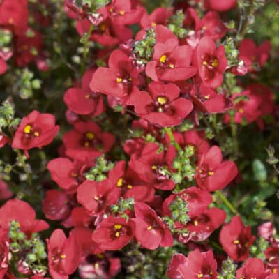 piccadilly-red-diascia