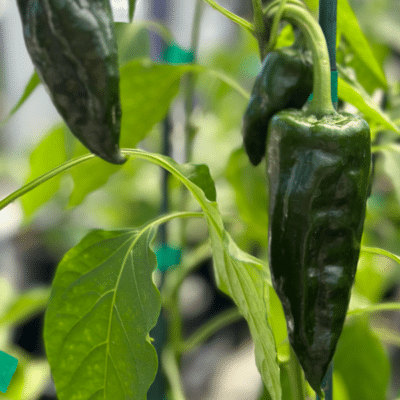 poblano-pepper