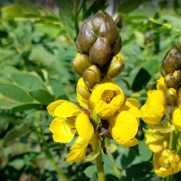 Popcorn Plant | Beaver Bark Gift & Garden Center