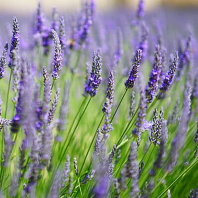 provence-lavender