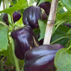 purple-beauty-bell-pepper