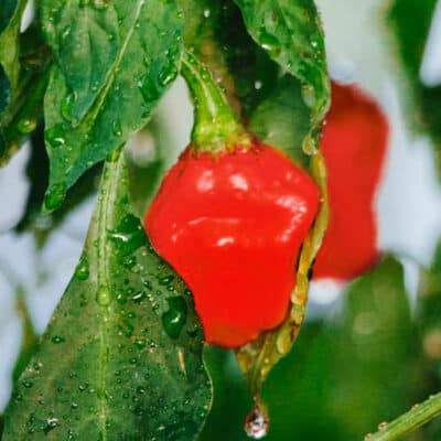 scotch-bonnet-pepper