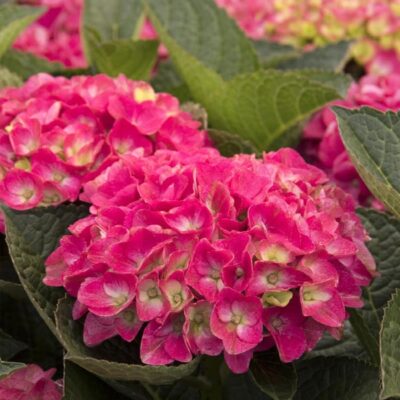 seaside-serenade-marthas-vineyard-hydrangea