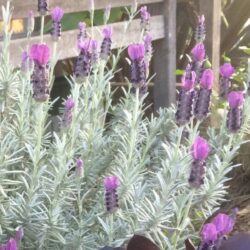 silver-anouk-spanish-lavender