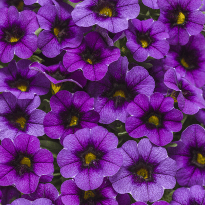 superbells-grape-punch-calibrachoa