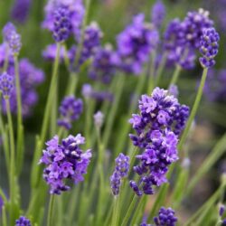 thumbelina-leigh-lavender