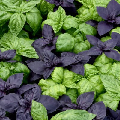 try-basil