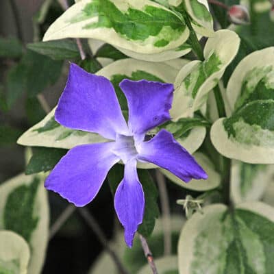 vinca-major-high-color