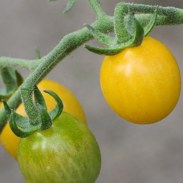 Jelly Bean Yellow Tomato | Beaver Bark Gift & Garden Center