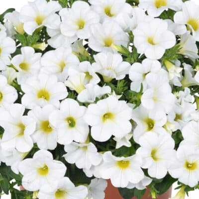 aloha-kona-white-calibrachoa