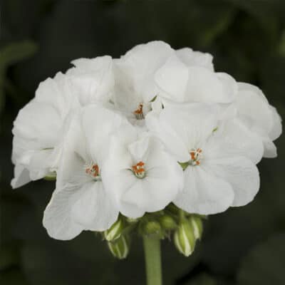 americana-white-geranium