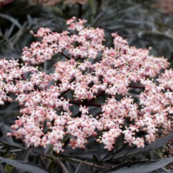 black-lace-elderberry