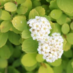 glow-girl-spirea