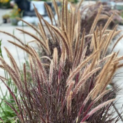 gracefull-grasses-purple-fountain-grass