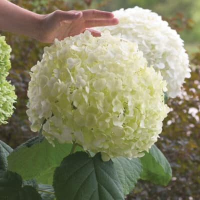 incrediball-hydrangea