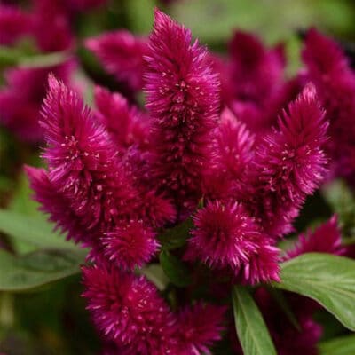 intenz-dark-purple-celosia