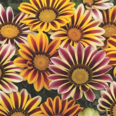 kiss-flame-mix-gazania