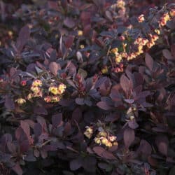 lava-nugget-barberry