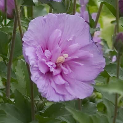 lavender-chiffon-hibiscus