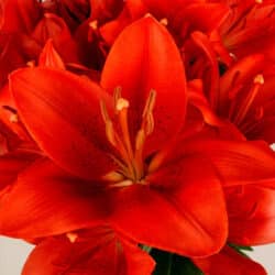 lily-looks-summer-scarlet-lily