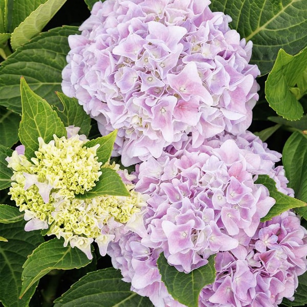 Seaside Serenade® Kitty Hawk | Bigleaf Hydrangea | Beaver Bark Gift ...