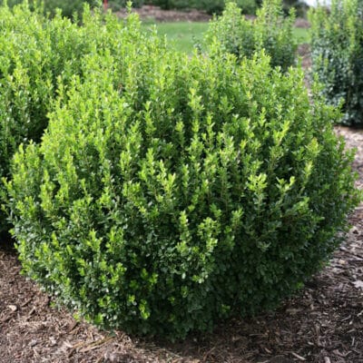 sprinter-boxwood