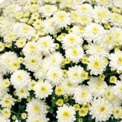 garden_mum_chelsey_white