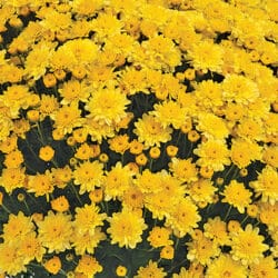 garden_mum_chelsey_yellow